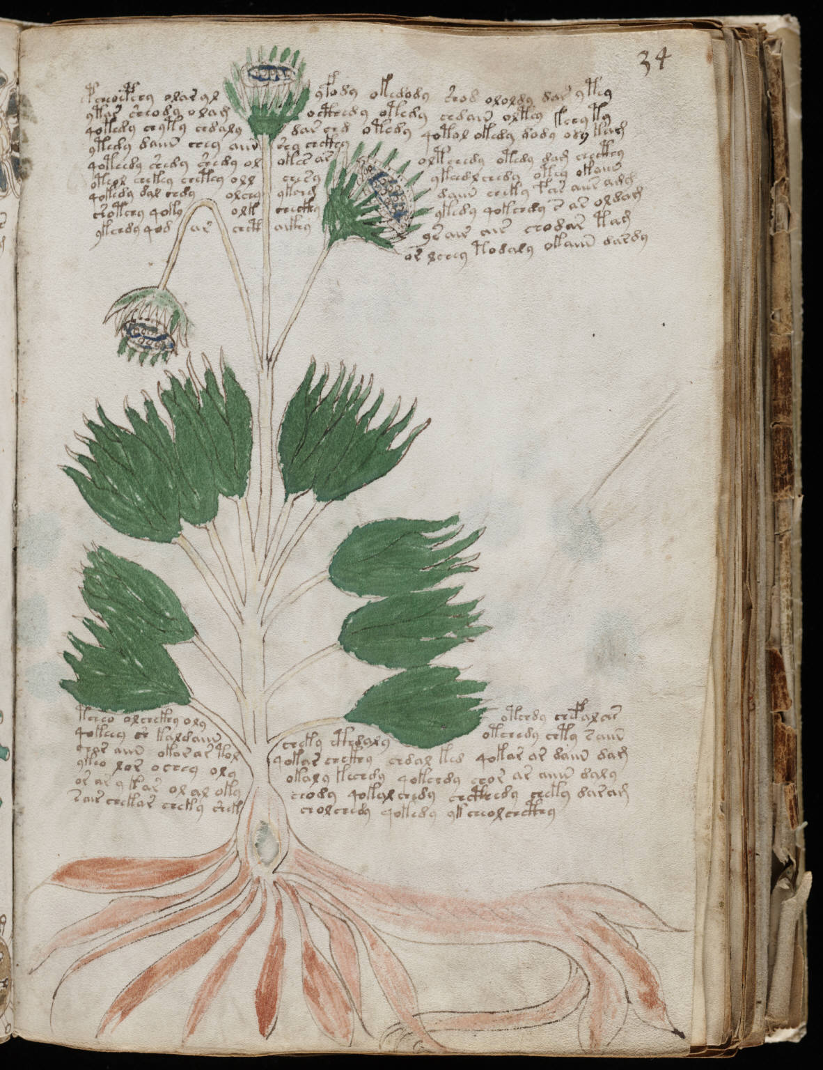 Voynich manuscript, folio 34r: a herbal page with four paragraphs of Voynichese